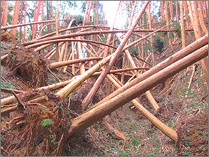 比叡山の檜林の倒木