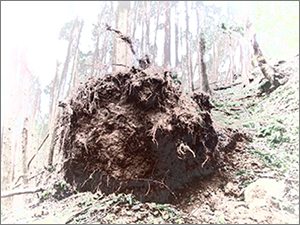 比叡山の檜林の倒木